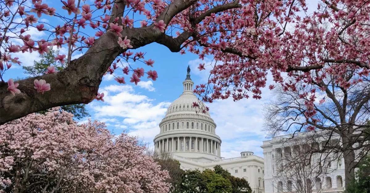 Our Goals - Photo of Capitol Hill building in the spring framed by branches with cherry blossoms. Coffee Party USA.